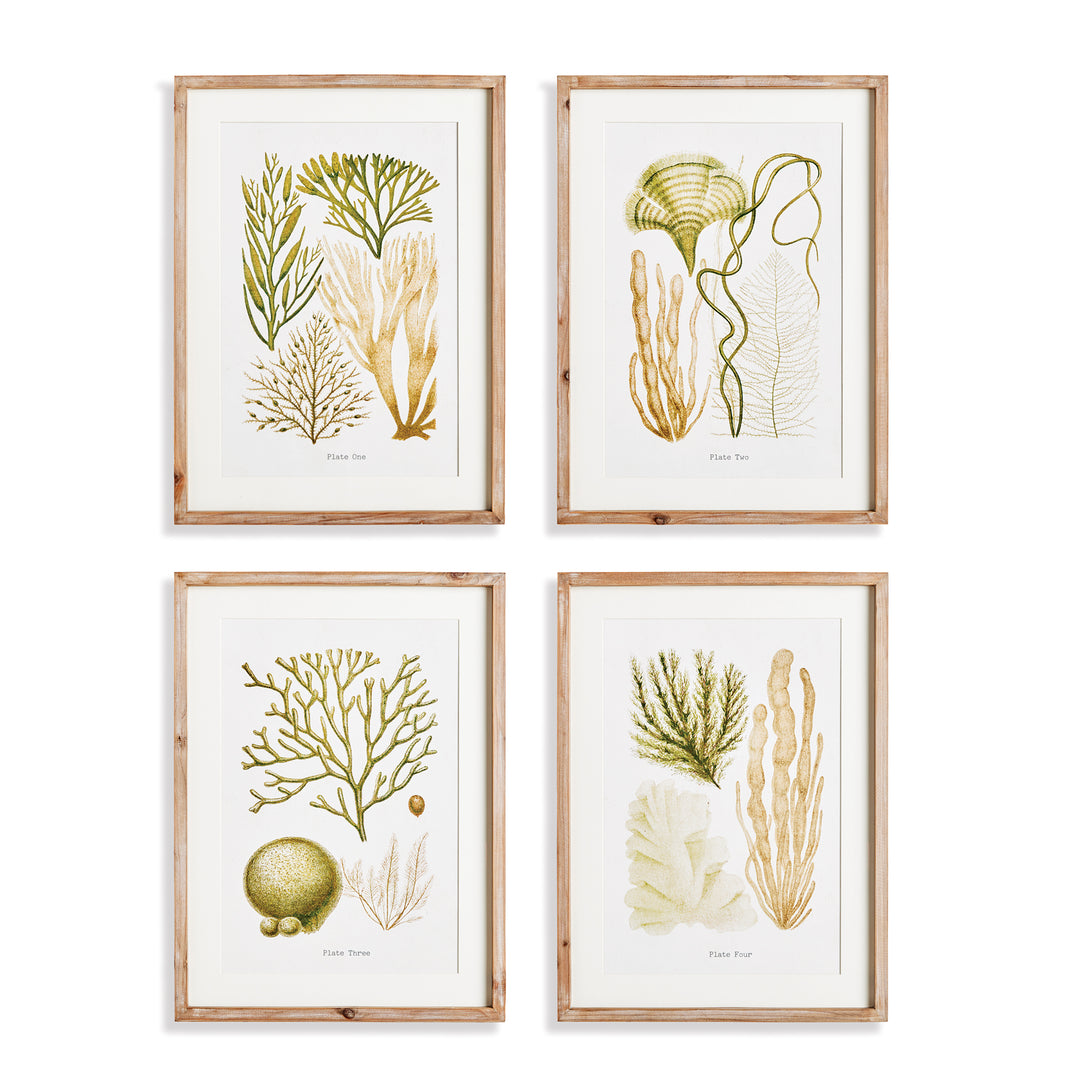 Verdant Coral Study, Set Of 4