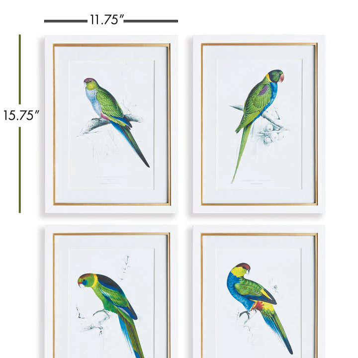 Colorful Parrots Prints St/4