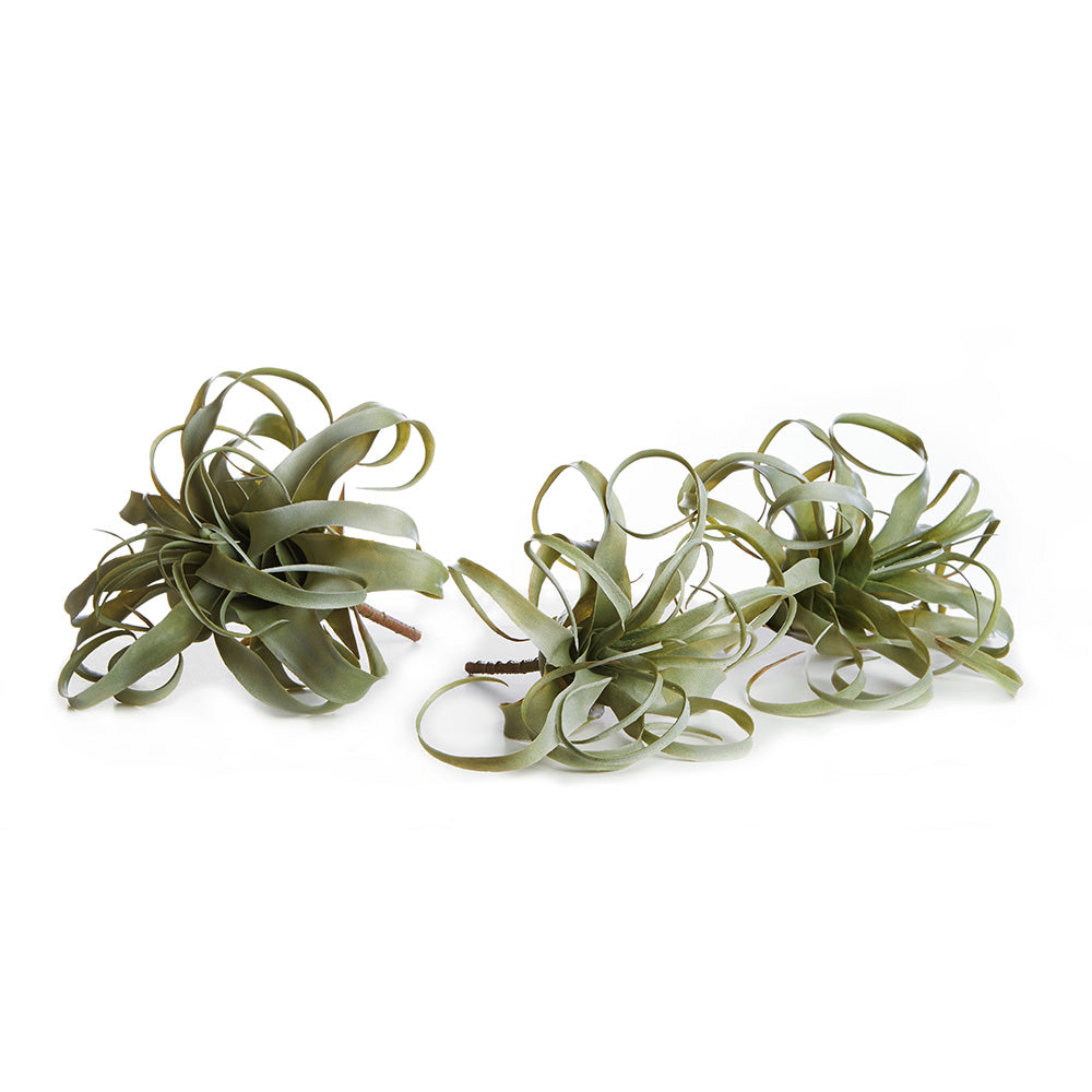 TILLANDSIA, SET OF 3