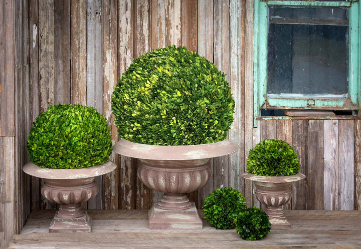 Preserved Boxwood Ball, 21"