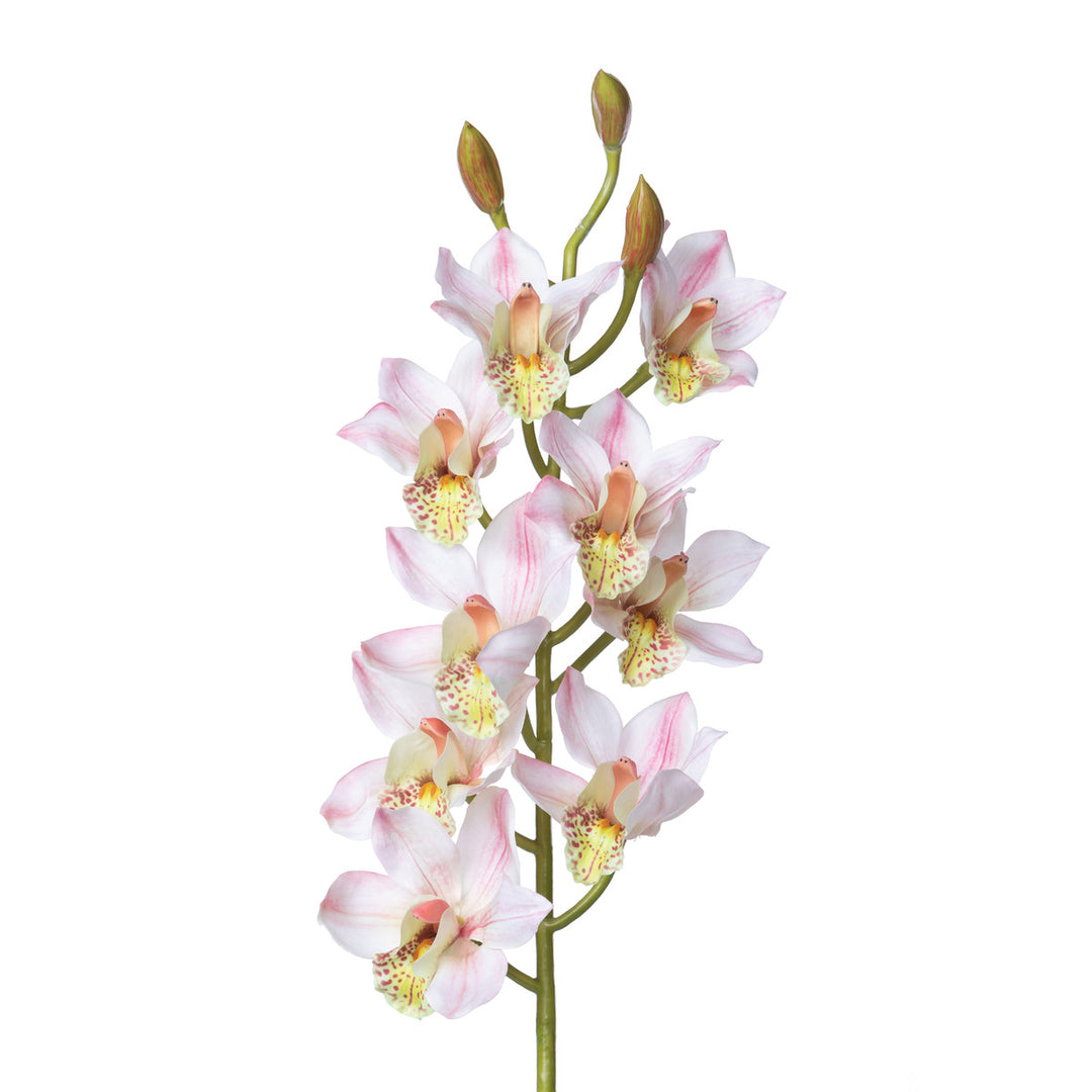 Cymbidium Orchid Stem, Pink