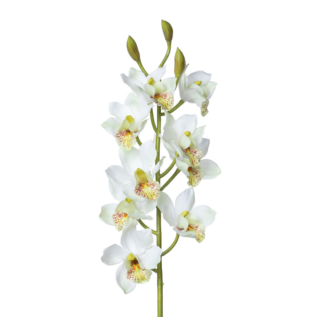 Cymbidium Orchid Stem, Cream