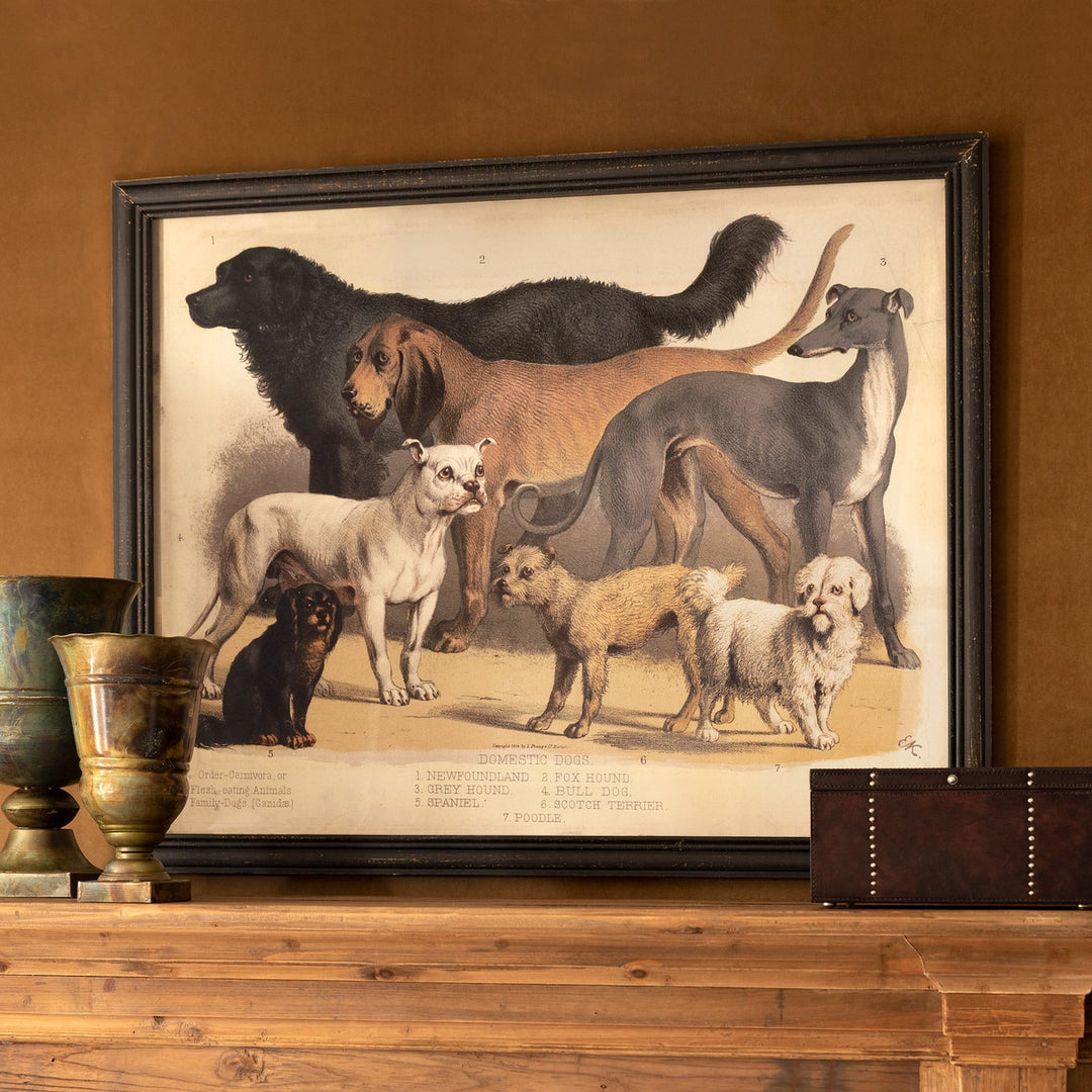 Domestic Dogs Framed Print