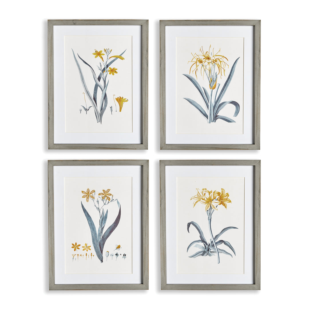 DAFFODIL PRINTS, SET OF 4