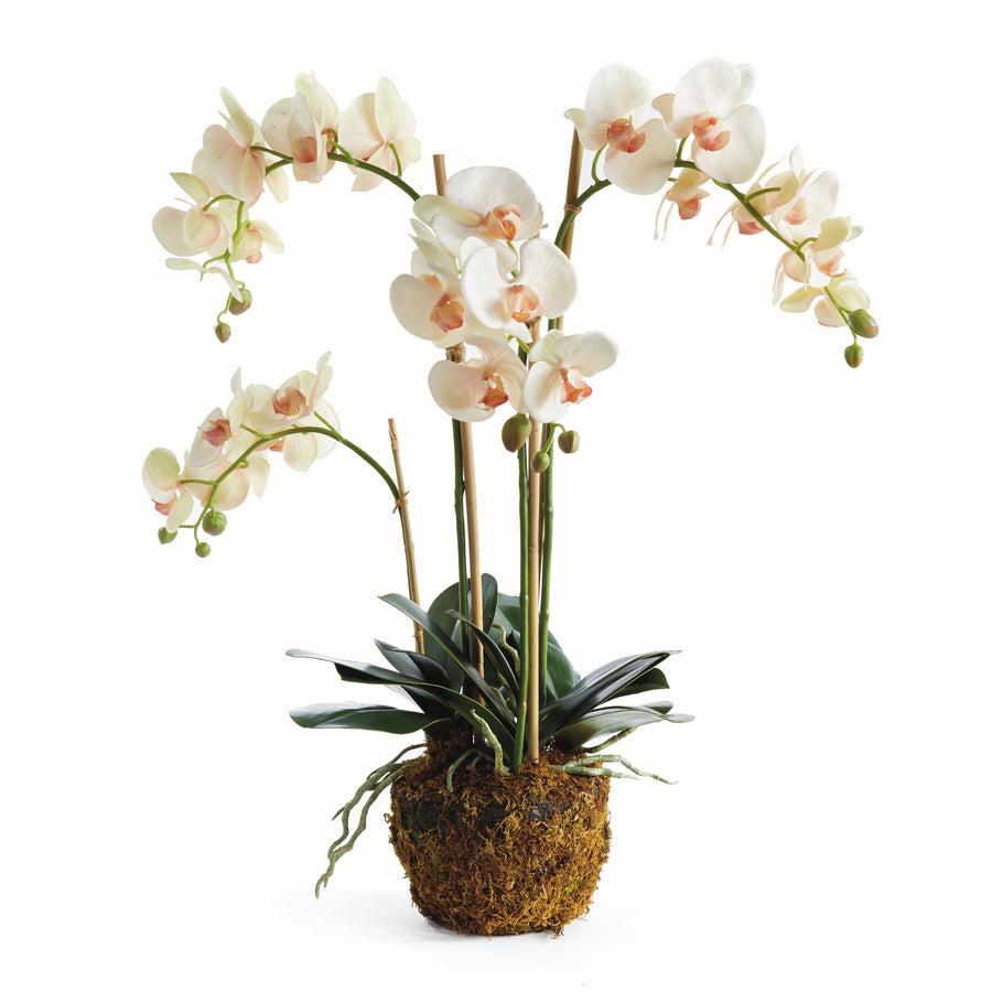 PHALAENOPSIS ORCHID DROP-IN 30" - Blush