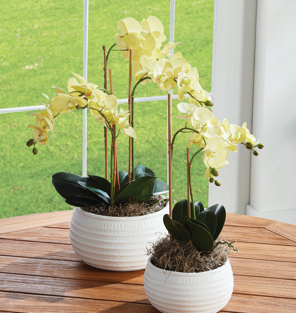 PHALAENOPSIS ORCHID DROP-IN 30" - Yellow