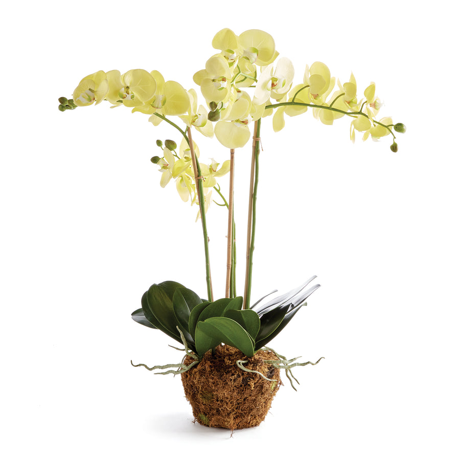 PHALAENOPSIS ORCHID DROP-IN 30" - Yellow