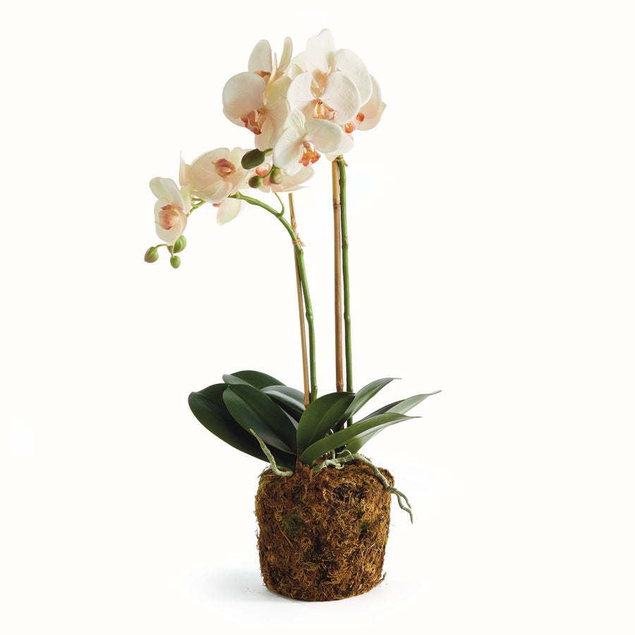 PHALAENOPSIS ORCHID DROP-IN 23" - Blush