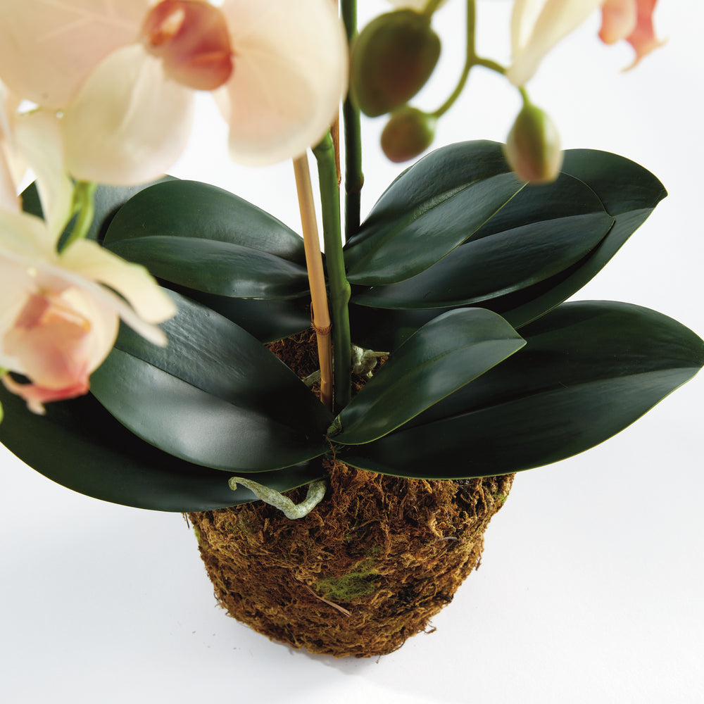 PHALAENOPSIS ORCHID DROP-IN 23" - Blush