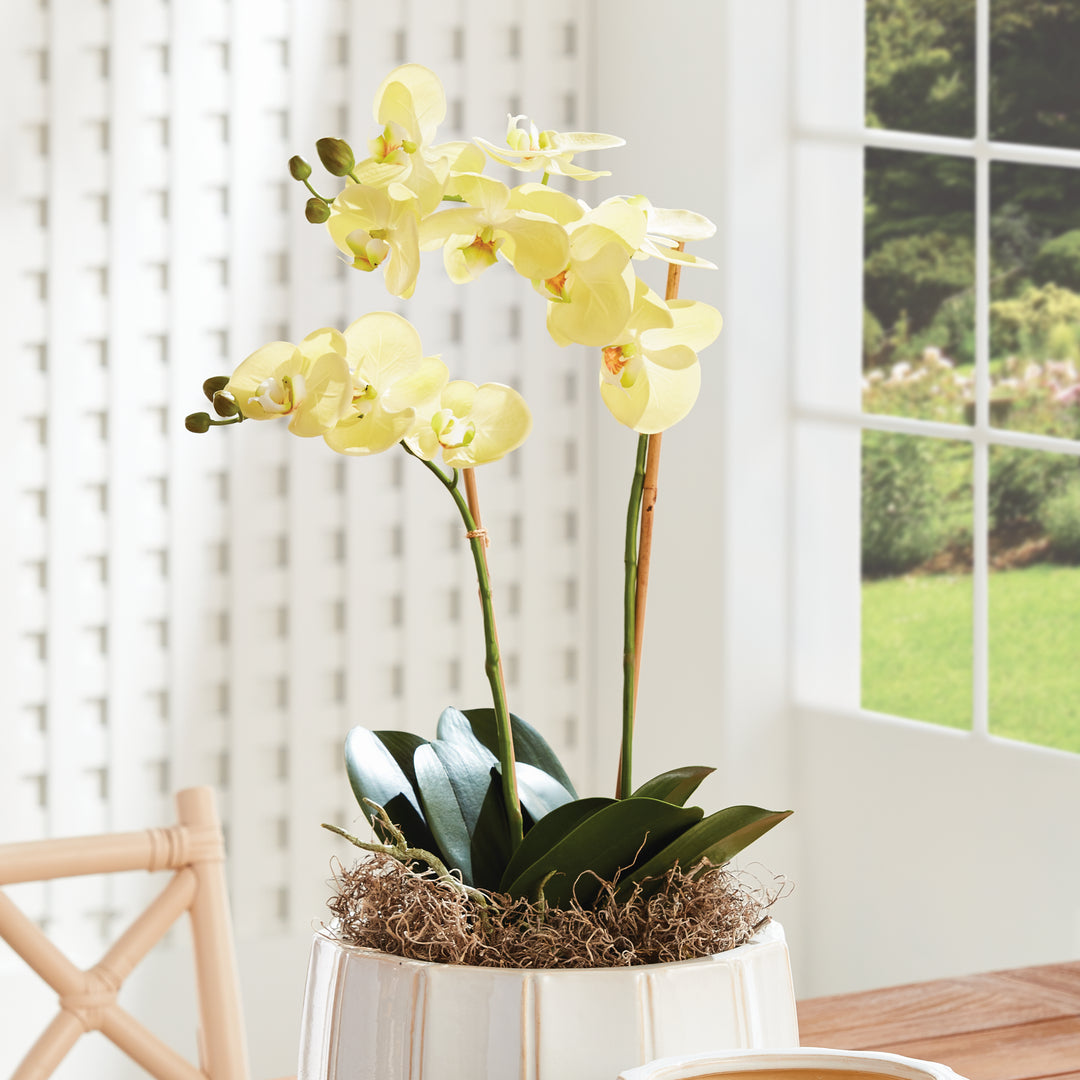 PHALAENOPSIS ORCHID DROP-IN 23" - Yellow