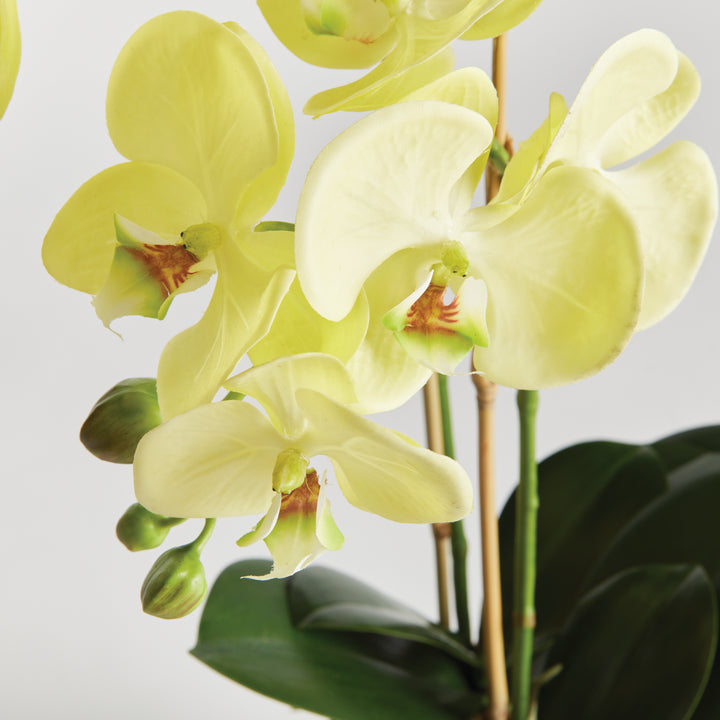 PHALAENOPSIS ORCHID DROP-IN 23" - Yellow