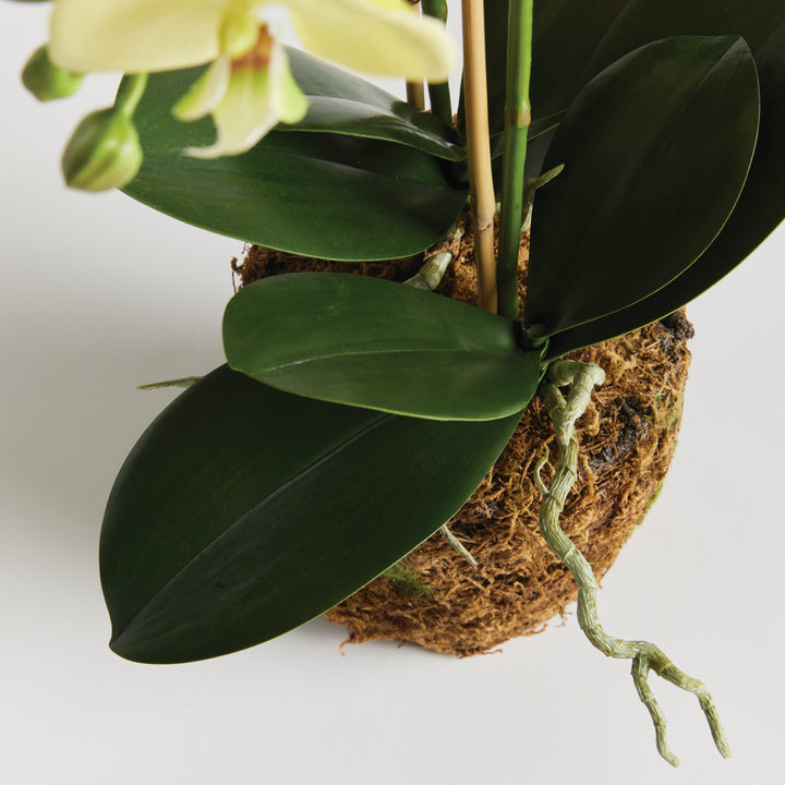 PHALAENOPSIS ORCHID DROP-IN 23" - Yellow