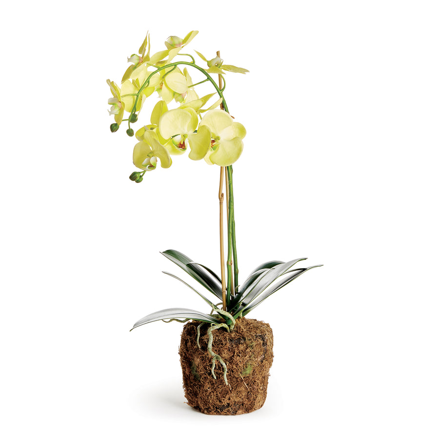 PHALAENOPSIS ORCHID DROP-IN 23" - Yellow