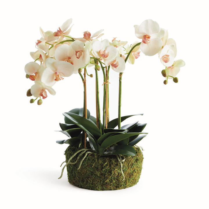 PHALAENOPSIS ORCHID BOWL DROP-IN 18.5" - Blush