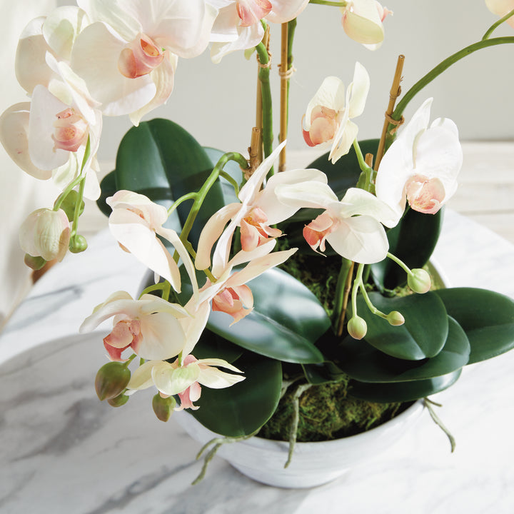 PHALAENOPSIS ORCHID BOWL DROP-IN 18.5" - Blush