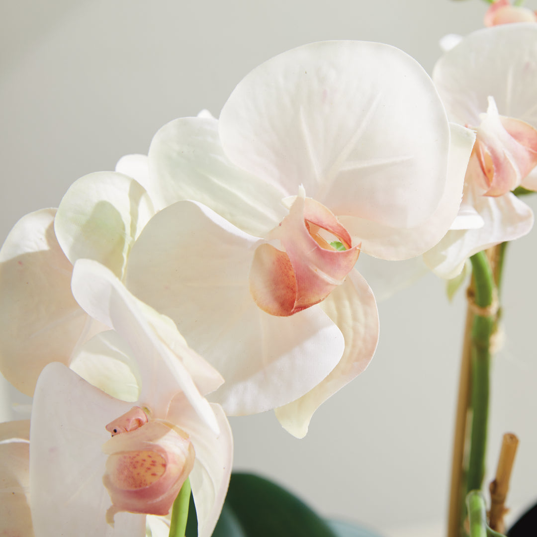 PHALAENOPSIS ORCHID BOWL DROP-IN 18.5" - Blush