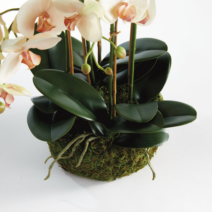 PHALAENOPSIS ORCHID BOWL DROP-IN 18.5" - Blush