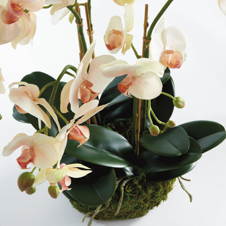 PHALAENOPSIS ORCHID BOWL DROP-IN 18.5" - Blush