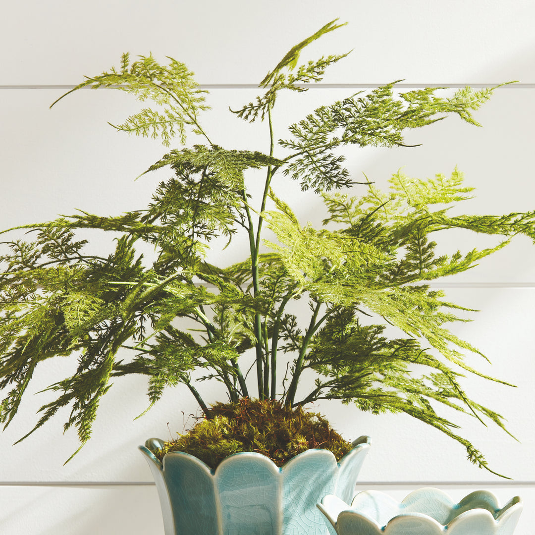 Plumosa Fern Drop-In 21"