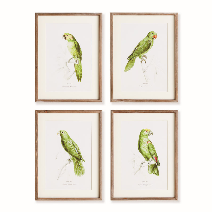 Parrot Illustrations In Green