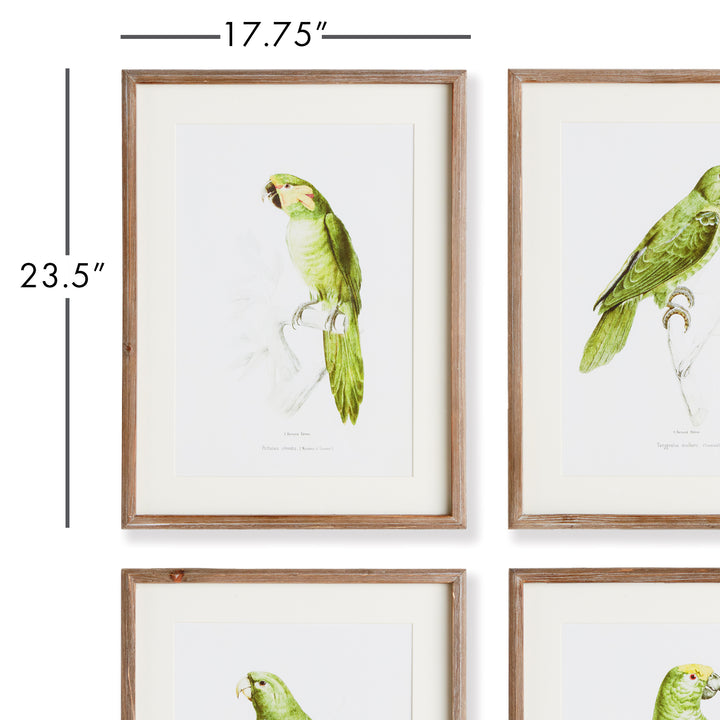 Parrot Illustrations In Green