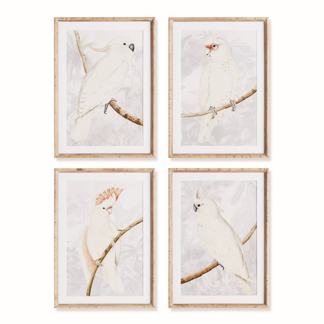 White Cockatoo Prints