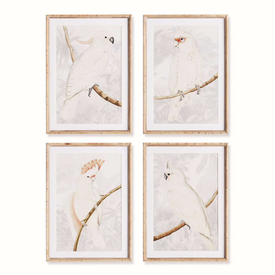 White Cockatoo Prints