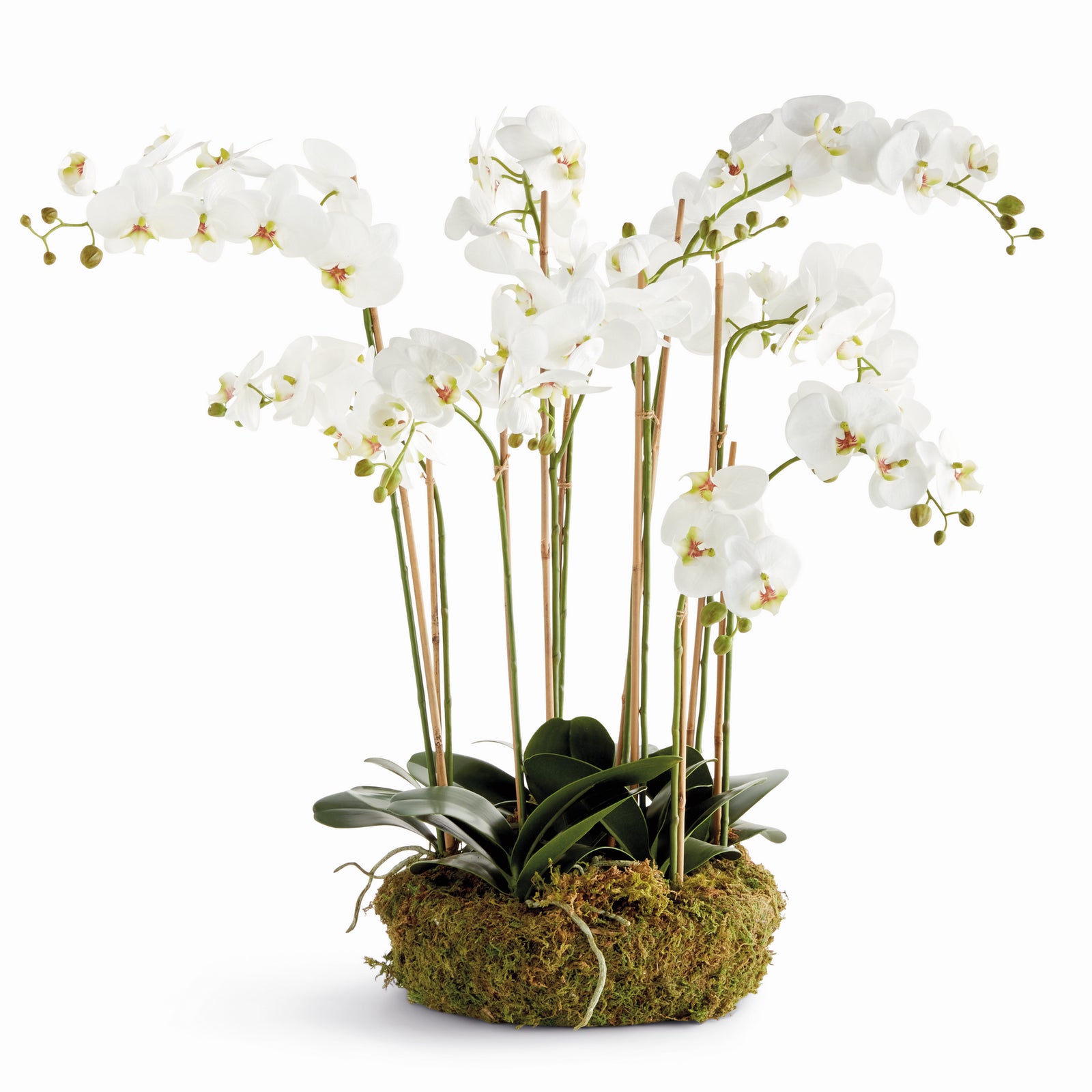 PHALAENOPSIS ORCHID BOWL DROP-IN 35" - White