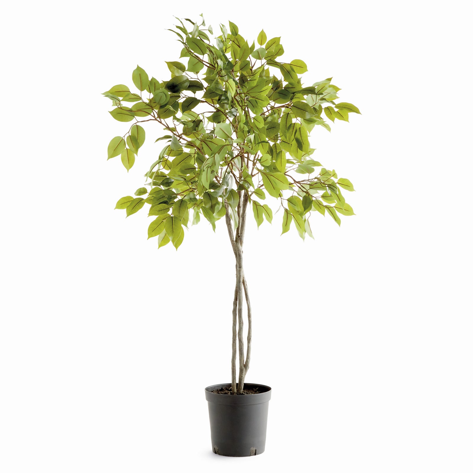 FICUS TREE DROP-IN 51"