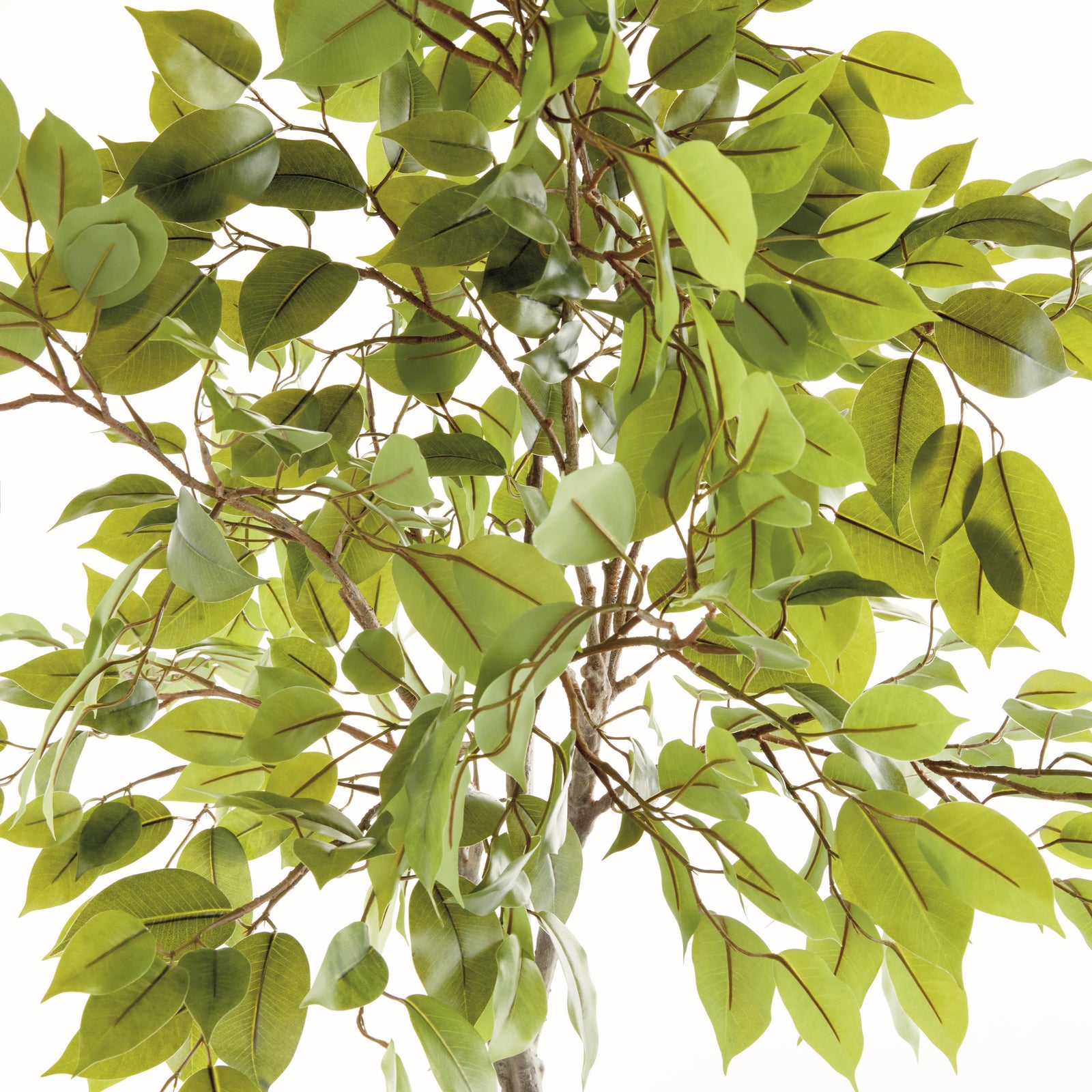 FICUS TREE DROP-IN 51"