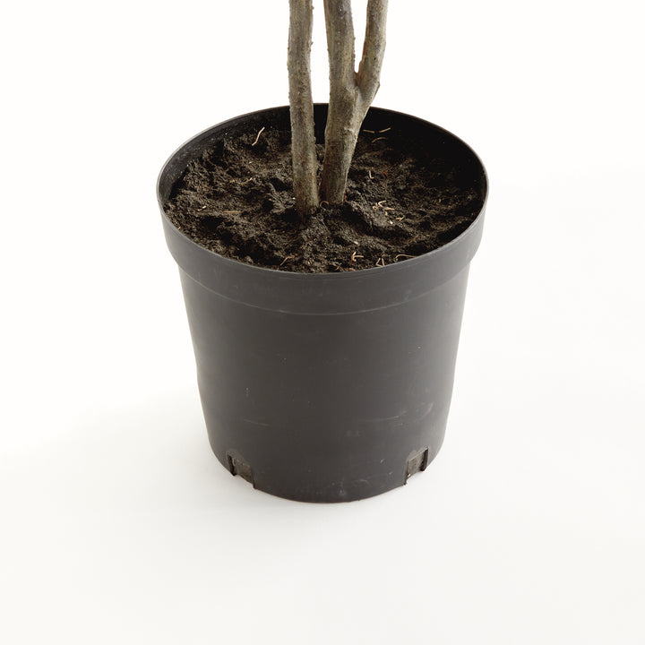 FICUS TREE DROP-IN 51"