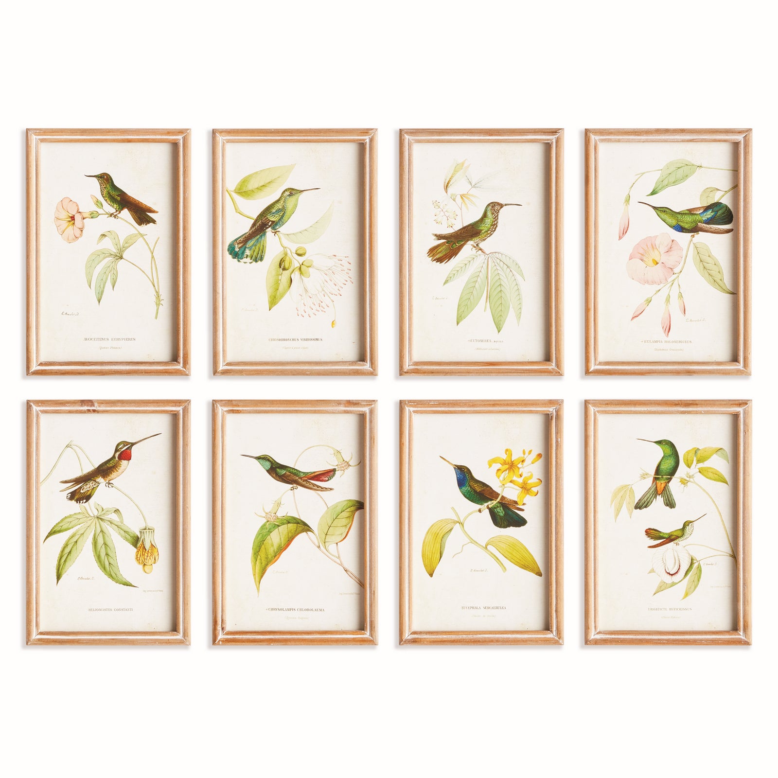 HUMMINGBIRDS IN BLOOMS STUDY, SET OF 8