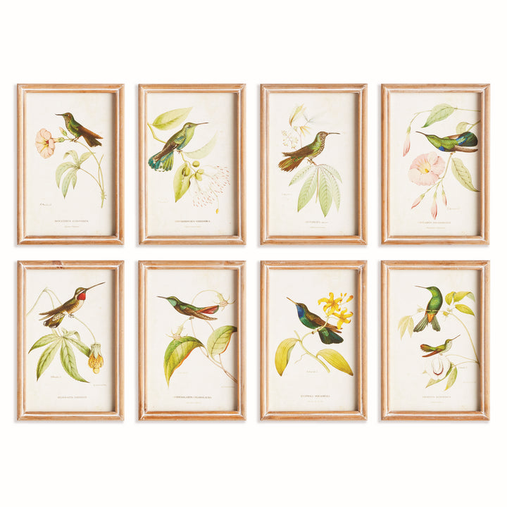 HUMMINGBIRDS IN BLOOMS STUDY, SET OF 8