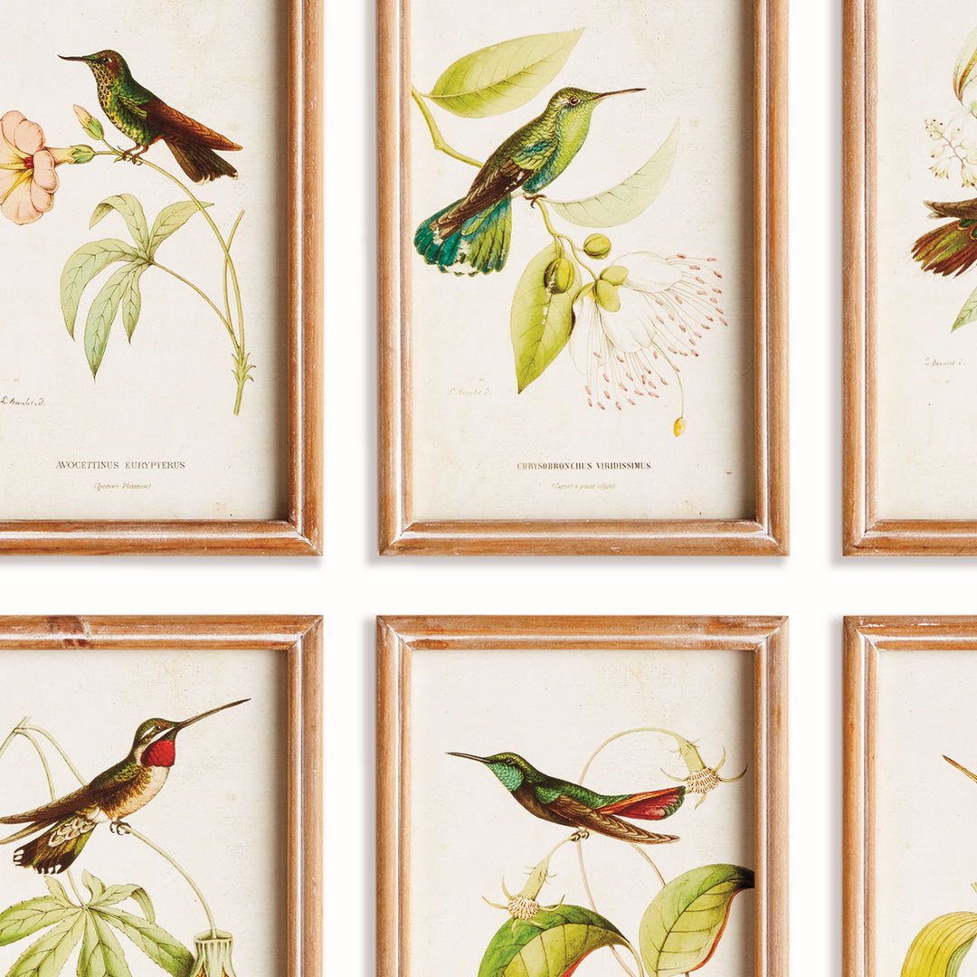 HUMMINGBIRDS IN BLOOMS STUDY, SET OF 8