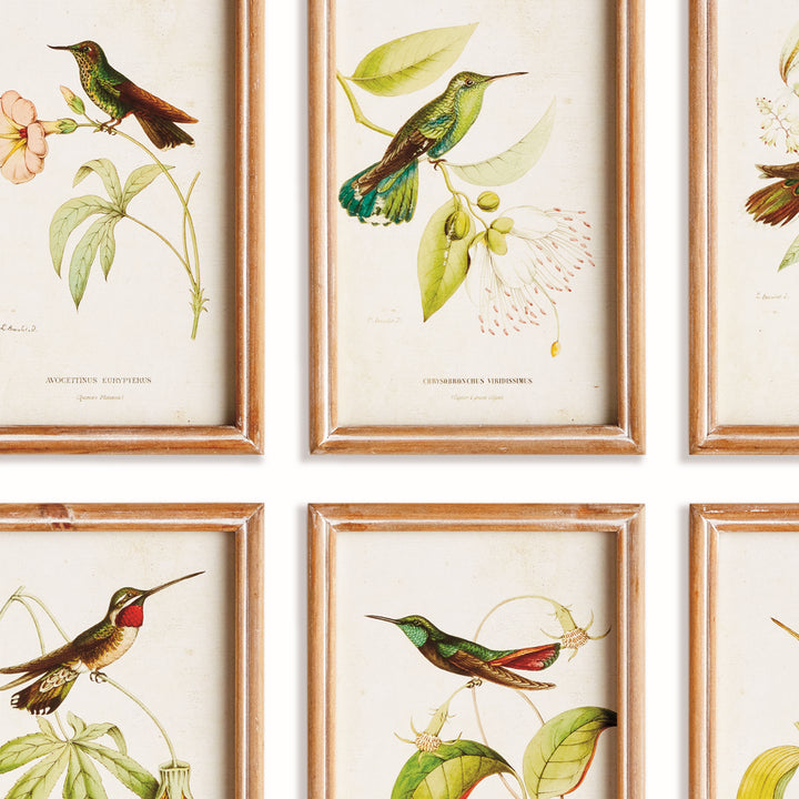 HUMMINGBIRDS IN BLOOMS STUDY, SET OF 8