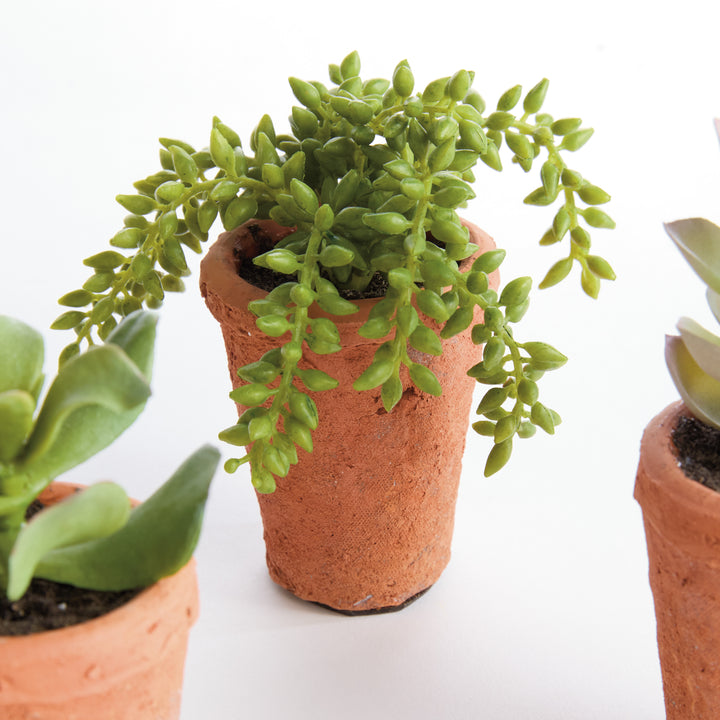 POTTED SUCCULENTS 8.5", SET OF 6