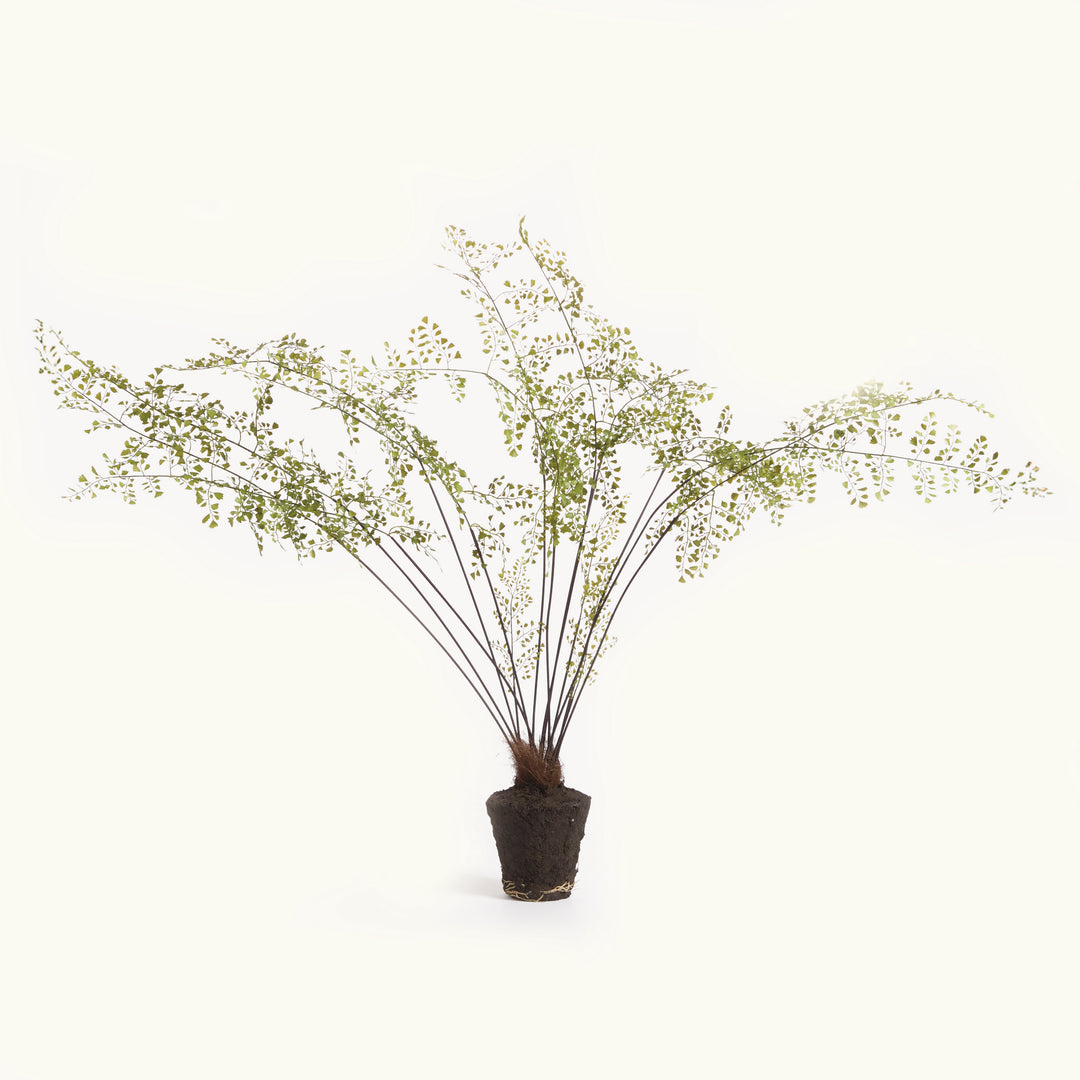 MAIDENHAIR DROP-IN 44"