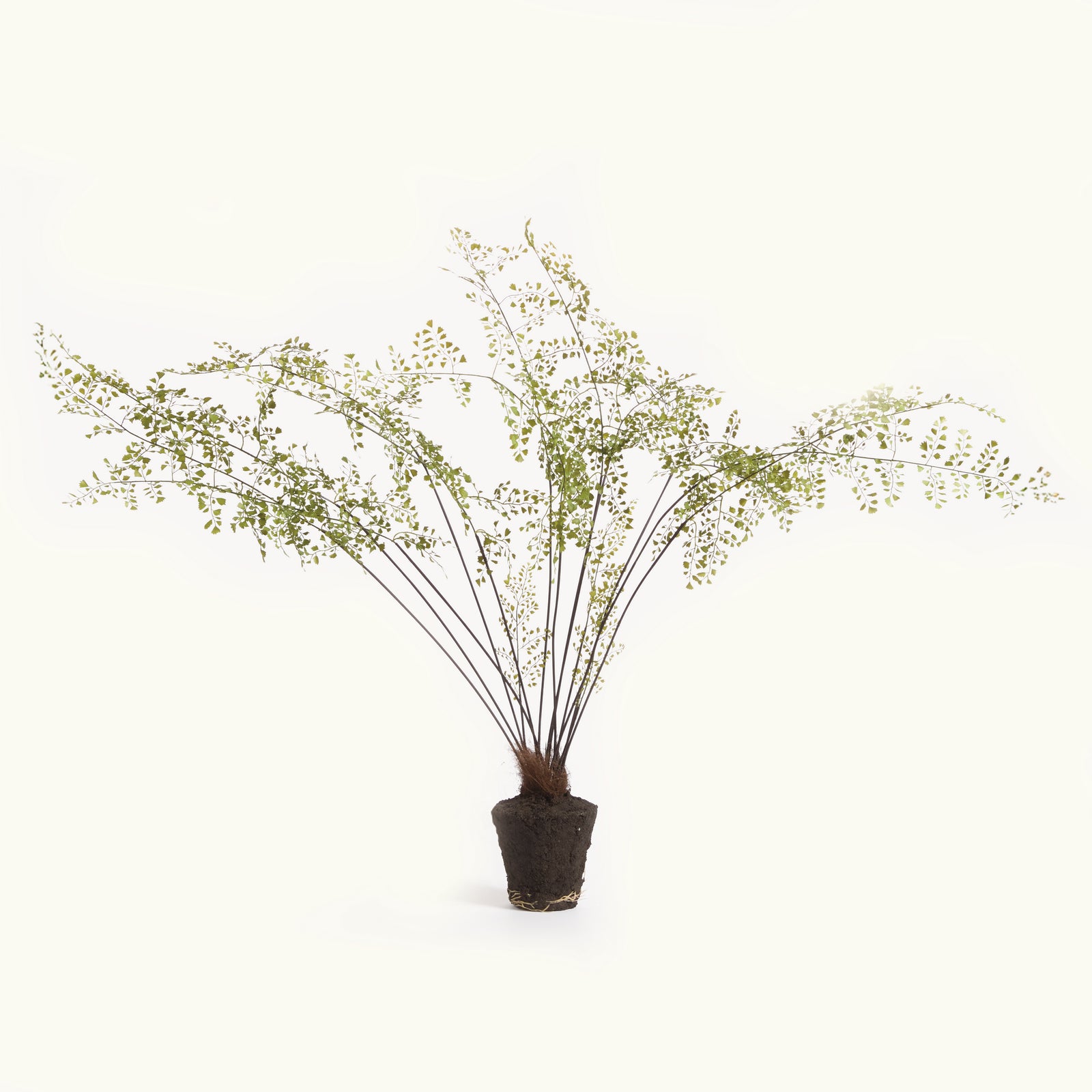 MAIDENHAIR DROP-IN 44"