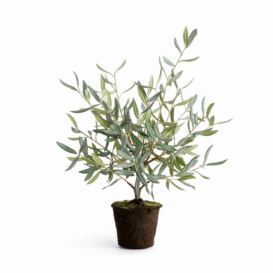 OLIVE TREE DROP-IN 26"