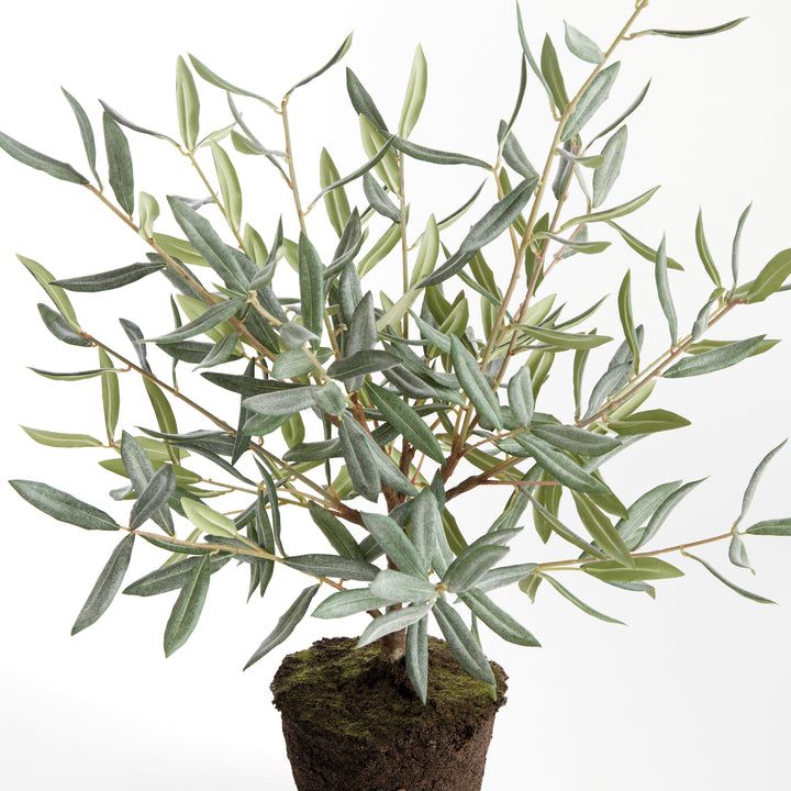 OLIVE TREE DROP-IN 26"