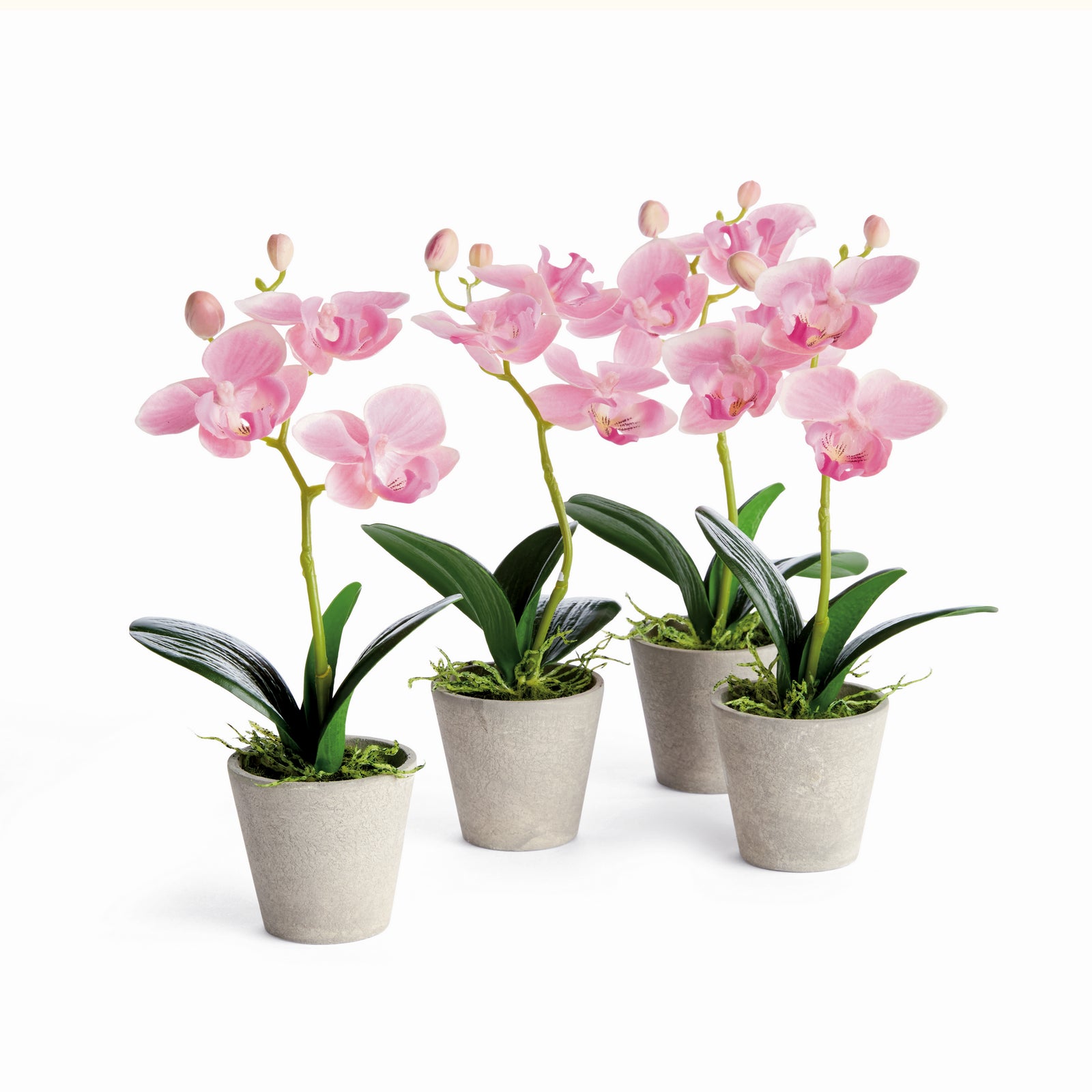 MINI PHALAENOPSIS ORCHIDS POTTED 9", SET OF 4 - Light Pink