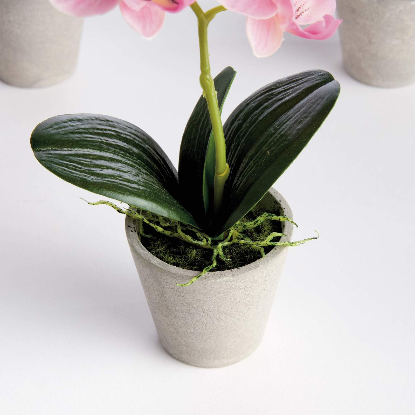 MINI PHALAENOPSIS ORCHIDS POTTED 9", SET OF 4 - Light Pink