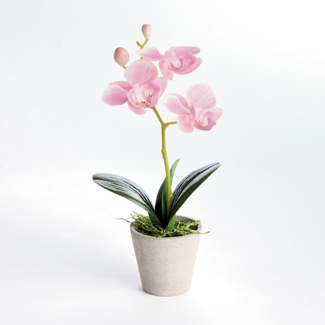 MINI PHALAENOPSIS ORCHIDS POTTED 9", SET OF 4 - Light Pink