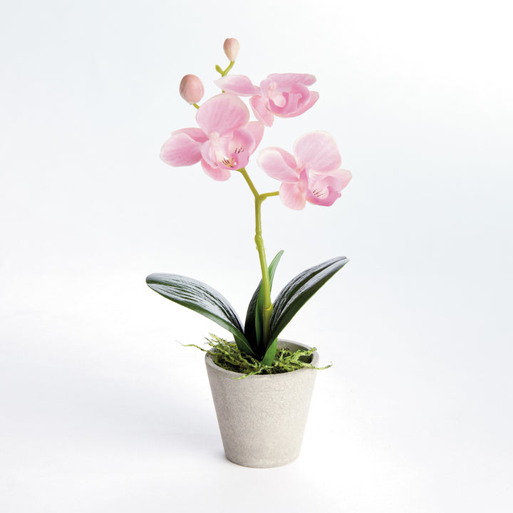 MINI PHALAENOPSIS ORCHIDS POTTED 9", SET OF 4 - Light Pink