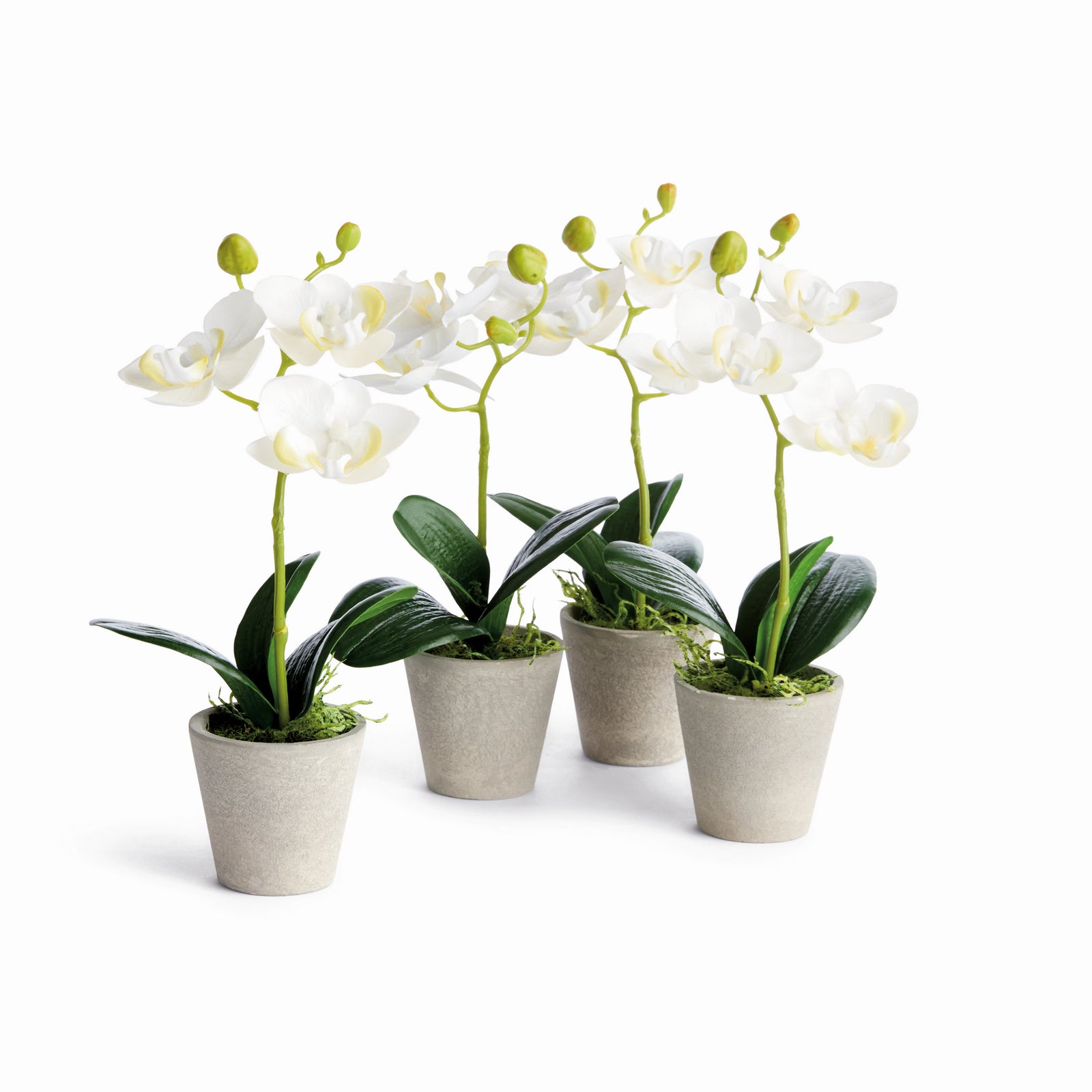 MINI PHALAENOPSIS ORCHIDS POTTED 9", SET OF 4 - White