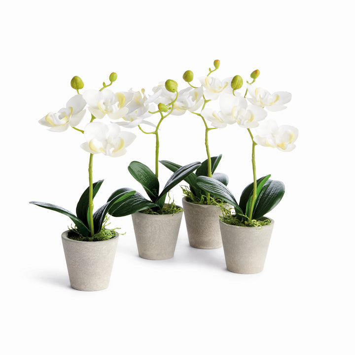 MINI PHALAENOPSIS ORCHIDS POTTED 9", SET OF 4 - White