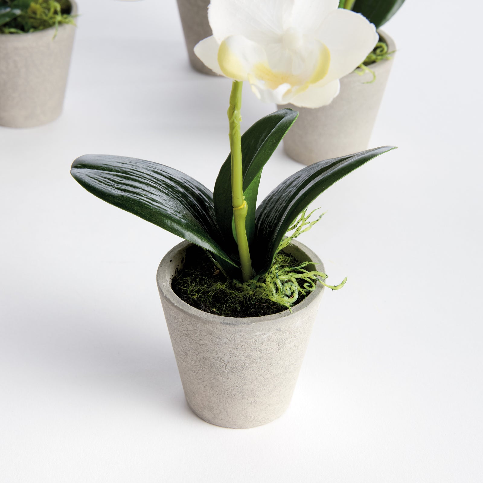 MINI PHALAENOPSIS ORCHIDS POTTED 9", SET OF 4 - White