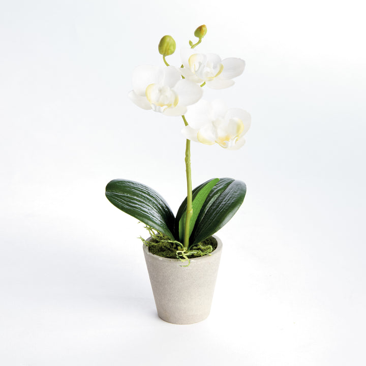 MINI PHALAENOPSIS ORCHIDS POTTED 9", SET OF 4 - White