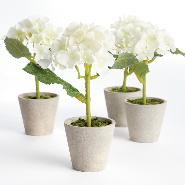 MINI HYDRANGEA POTTED 8", SET OF 4 - White