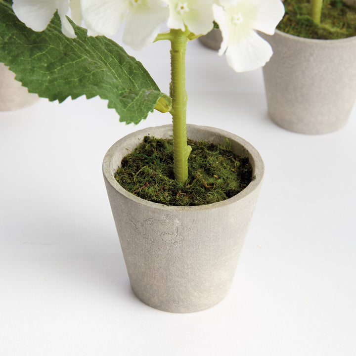 MINI HYDRANGEA POTTED 8", SET OF 4 - White